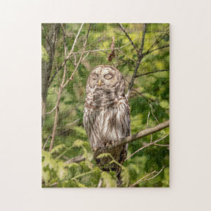 Sleepy Barred Owl Puzzle