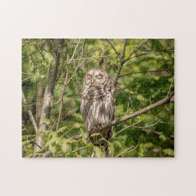 Sleepy Barred Owl Puzzle (Horizontal)