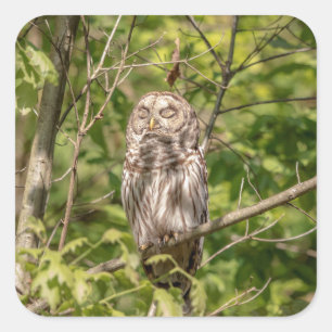 Sleepy Barred Owl Quadratischer Aufkleber