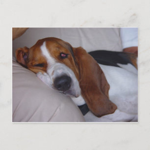 Sleepy Basset Hound Postkarte