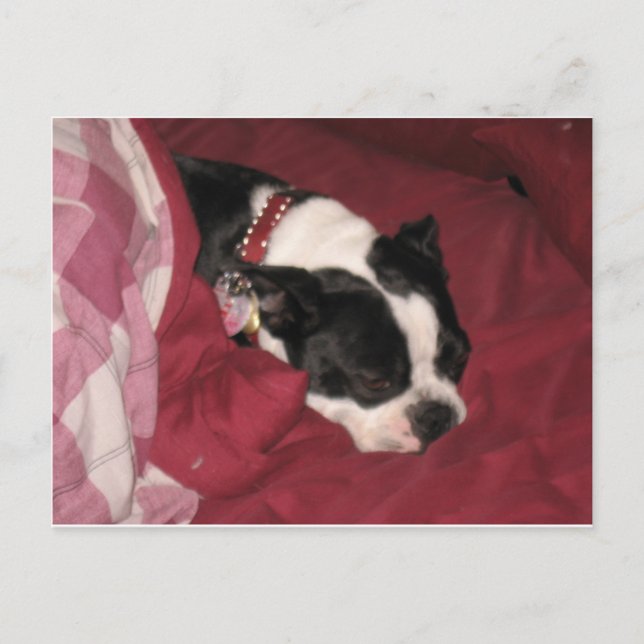 Sleepy Boston Postcard Postkarte (Vorderseite)