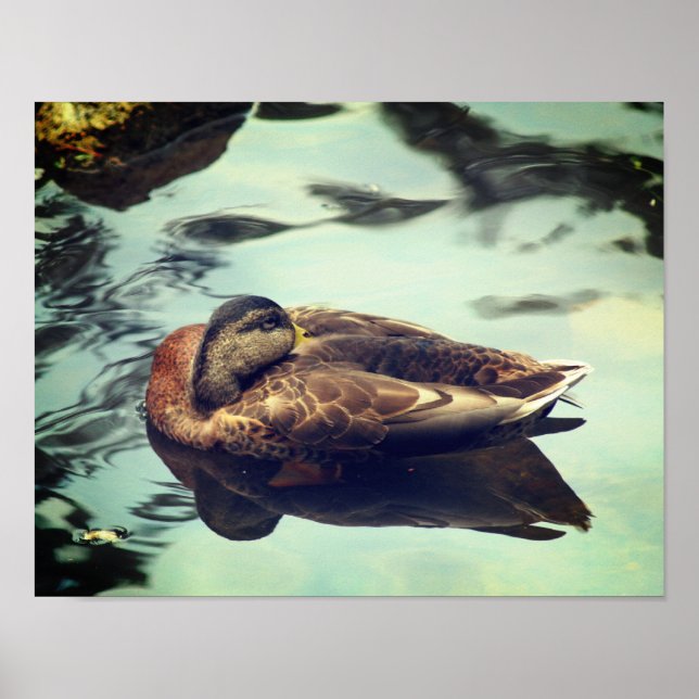 Sleepy Brown Mallard Duck Nature Poster (Vorne)