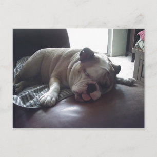 Sleepy Bulldog Postkarte