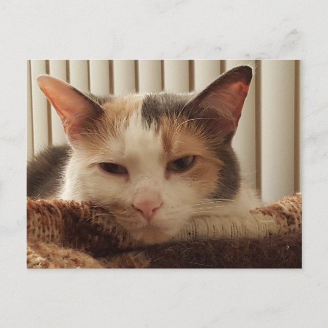 Sleepy Calico Cat Postkarte (Vorderseite)