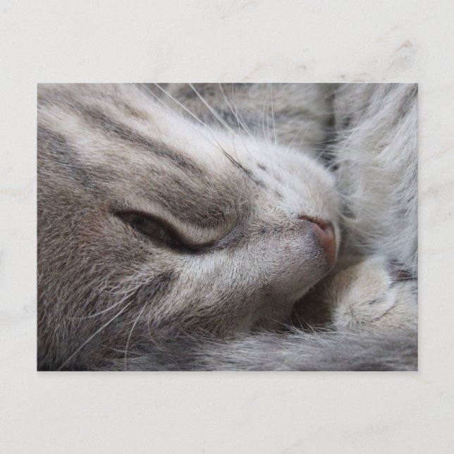 Sleepy Cat Postcard Postkarte (Vorderseite)