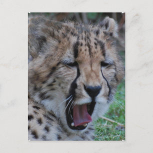 Sleepy Cheetah Cub Postkarte