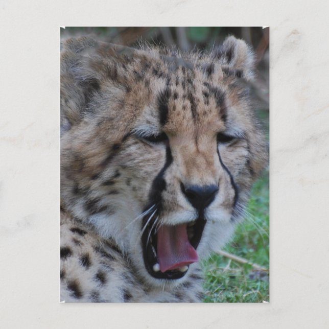 Sleepy Cheetah Cub Postkarte (Vorderseite)