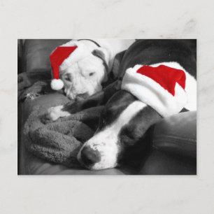 Sleepy Christmas Pitbull Puppies Süßes Santa Feiertagspostkarte