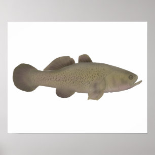 Sleepy Cod Poster