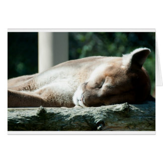 Sleepy Cougar, du bist liebenswert