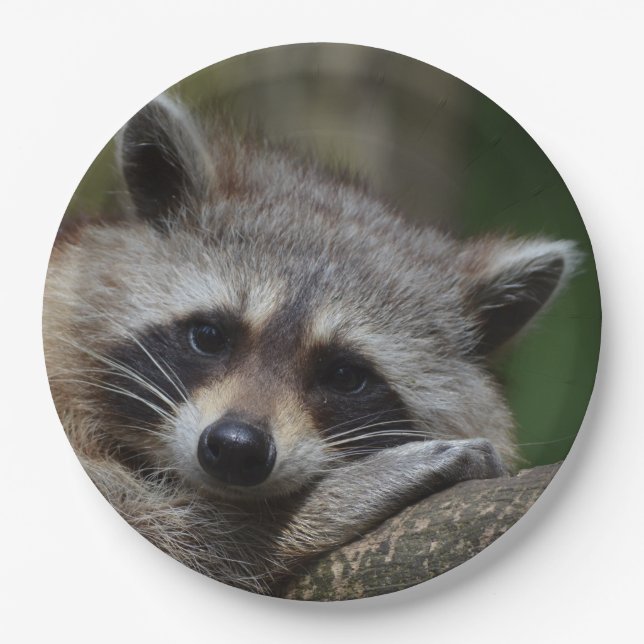 Sleepy Cute Raccoon Pappteller (Vorderseite)