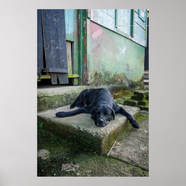 Sleepy Dog Poster (Vorne)