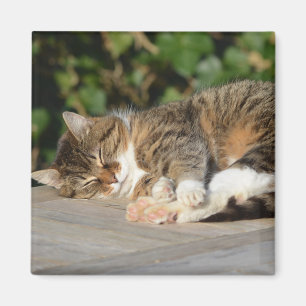 Sleepy entspannte kitty magnet