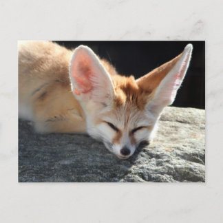 Sleepy Fennec Fox Postkarte