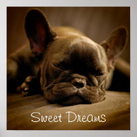 Sleepy French Bulldog