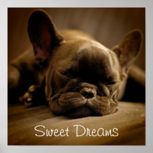 Sleepy French Bulldog Poster