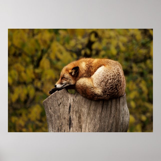 Sleepy Fuchs Poster (Vorne)