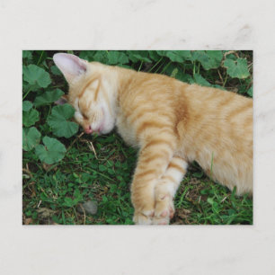 Sleepy Ginger Kitten Postkarte