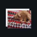 Sleepy Ginger Kitty on a red quilt Postkarte<br><div class="desc">A  ginger kitty sleepy lies on a quilted blanket as photographed by Angelandspot in the year 2026</div>