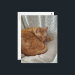 Sleepy Ginger Kitty Postkarte<br><div class="desc">A  ginger kitty sleeps on a blanket in a chair photographed by Angelandspot in the year 2026</div>