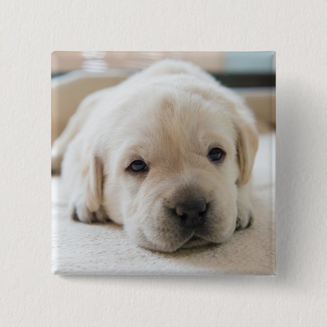 Sleepy Golden Labrador Puppy Button (Vorderseite)