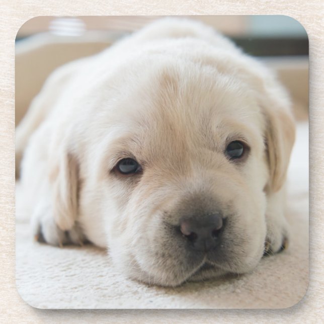 Sleepy Golden Labrador Puppy Getränkeuntersetzer (Vorderseite)