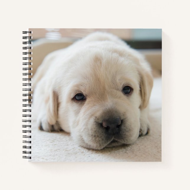 Sleepy Golden Labrador Puppy Notizbuch (Vorderseite)