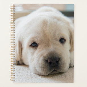Sleepy Golden Labrador Puppy Planer