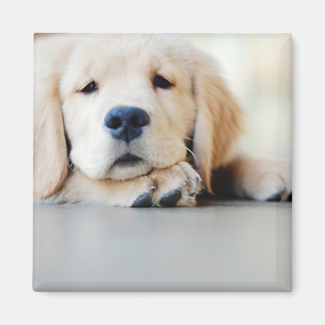 Sleepy Golden Retriever Puppy Magnet (Vorne)