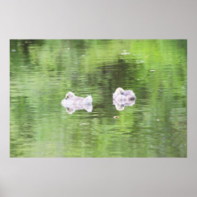 Sleepy Goslings Poster (Vorne)