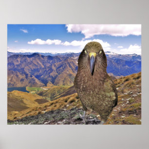 Sleepy Kea Poster