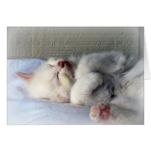 Sleepy Kitten