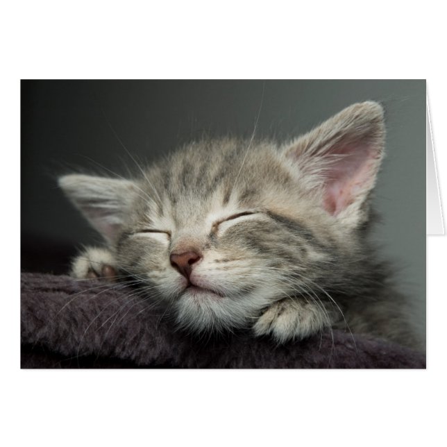 Sleepy Kitten (Vorderseite (Horizontal))