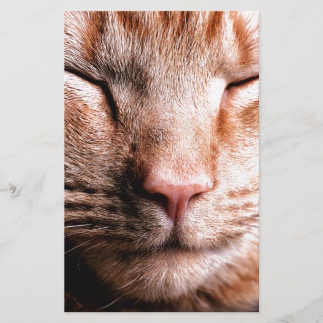 Sleepy Kitten (Vorderseite)