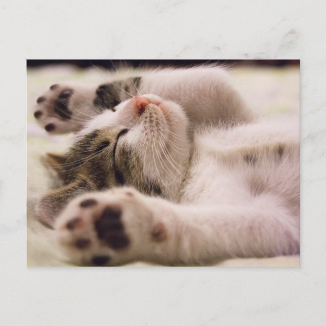 Sleepy Kitten | Ausgerüstete Paws Postkarte (Vorderseite)