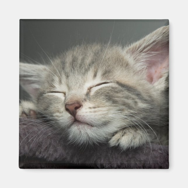 Sleepy Kitten Magnet (Vorne)