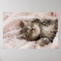 Sleepy Kitten