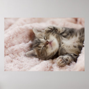 Sleepy Kitten Poster