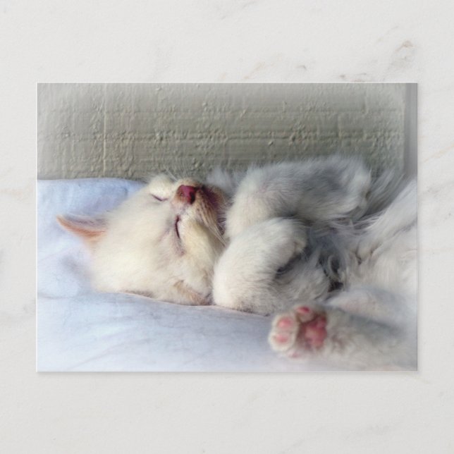 Sleepy Kitten Postkarte (Vorderseite)