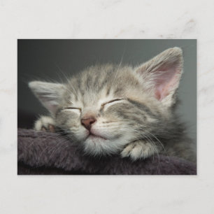 Sleepy Kitten Postkarte