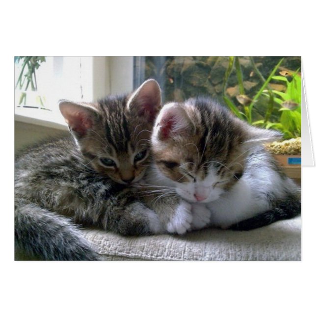 Sleepy Kittens (Vorderseite (Horizontal))
