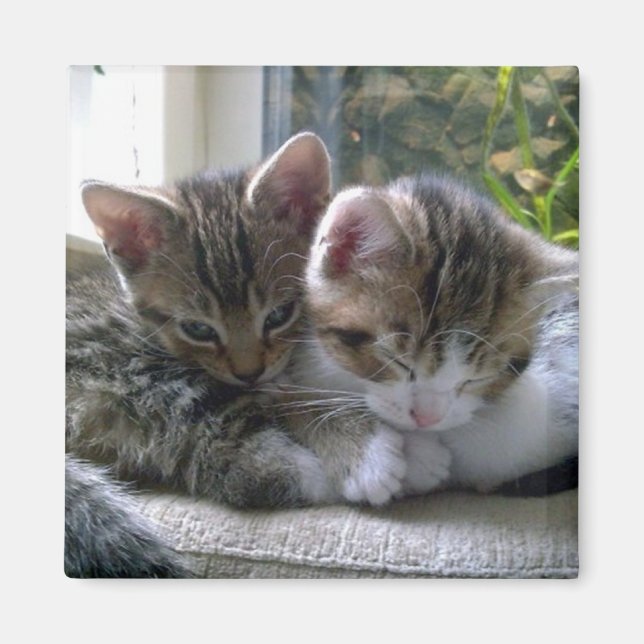 Sleepy Kittens Magnet (Vorne)