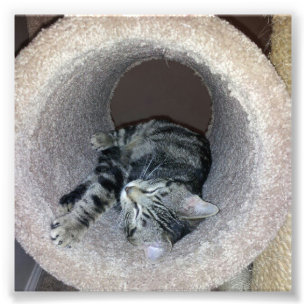 Sleepy Kitty Cat von Shirley Taylor Fotodruck