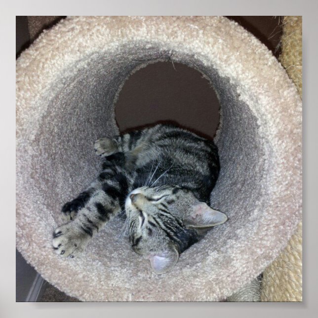 Sleepy Kitty Cat von Shirley Taylor Poster (Vorne)