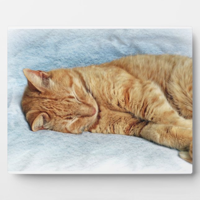 Sleepy Kitty Fotoplatte (Vorderseite)
