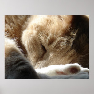 Sleepy Kitty Poster