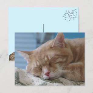 Sleepy Kitty Taz - Katze Postcard Feiertagspostkarte