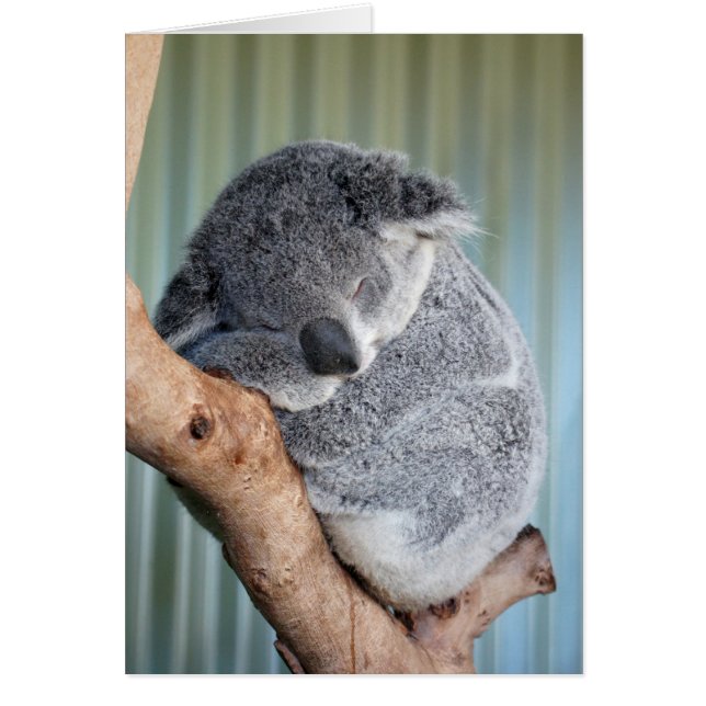 Sleepy Koala (Vorne)
