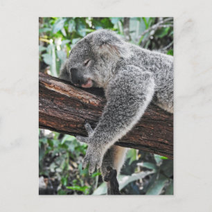 Sleepy Koala Postkarte
