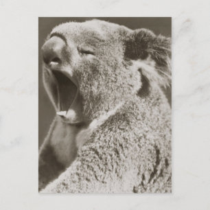 Sleepy Koala Yawning Postkarte